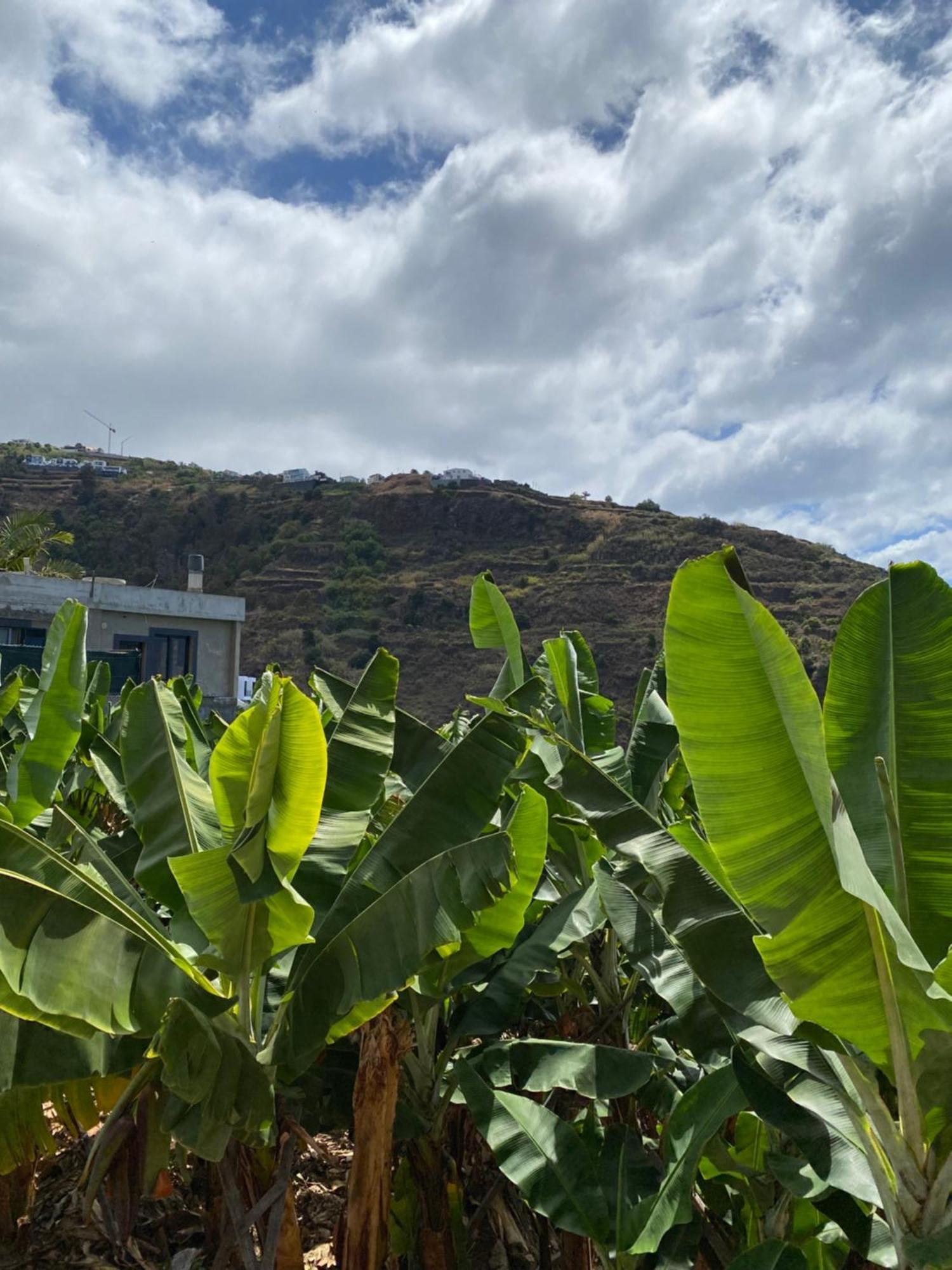 Pana House Lejlighed Calheta  Eksteriør billede